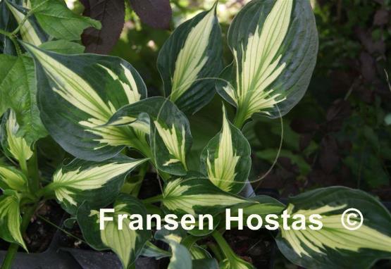 Hosta Colored Hulk